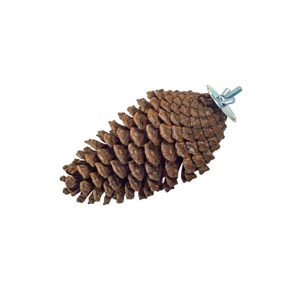 Nature Pine Cone