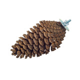 Nature Pine Cone