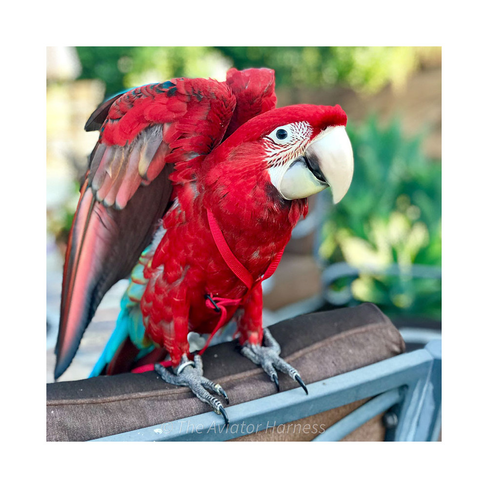 Aviator Harness lintuvaljaat XL