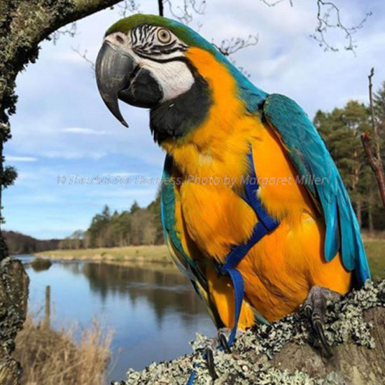 Aviator Harness Large