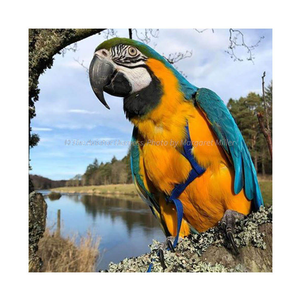 Aviator Harness Large