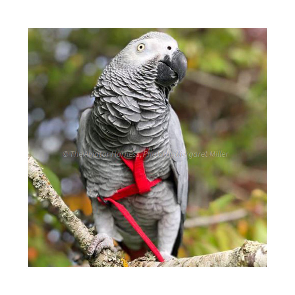 Aviator Harness lintuvaljaat Medium