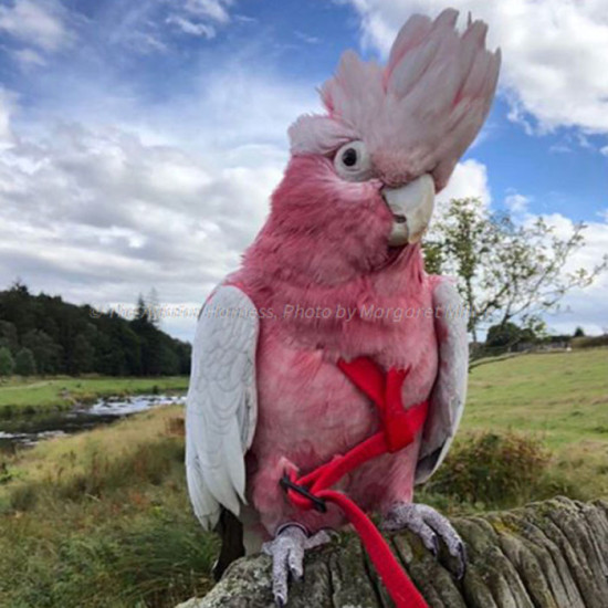 Aviator Harness lintuvaljaat Small