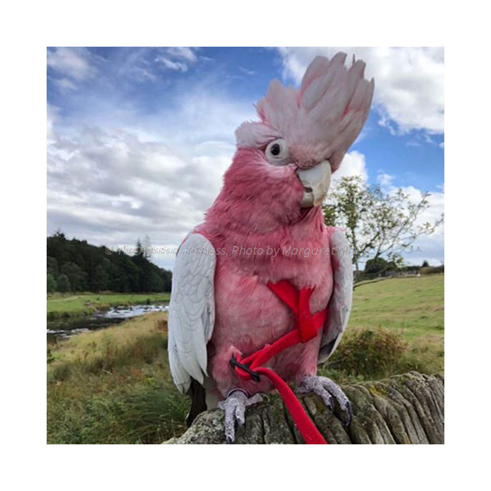 Aviator Harness lintuvaljaat Small