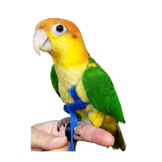 Aviator Harness lintuvaljaat XS