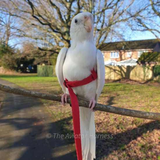 Aviator Harness lintuvaljaat Petite