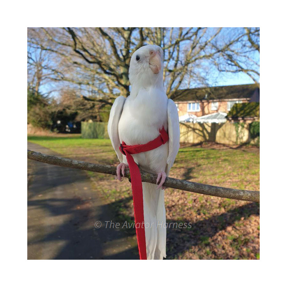 Aviator Harness lintuvaljaat Petite