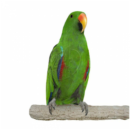 Nature Pedikyyriorsi Stone 28 cm 40 mm