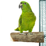 Nature Wood Slice Perch Large 